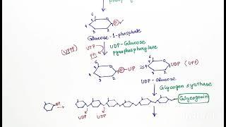 Glycogenesis (English) by Snigdha Goswami