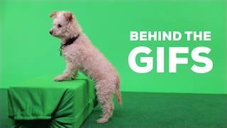 Best Friends Animal Society x GIPHY