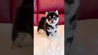 Share this adorable Shiba Inu video with your friends. #shibainu #forward