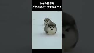 もふもふ過ぎるアラスカン・マラミュート