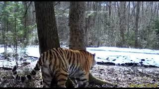 Huge siberian tigress in Russia.