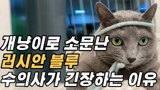 집사님들은 절대 추천하지 않는 고양이, 러시안블루의 분노 스위치 (성격,털빠짐,입양)