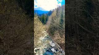 SPRING SOUNDS IN SWITZERLAND  NATURE’S AWAKENING IN THE ALPS#switzerland#spring#ambience