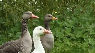 A graylag goose year