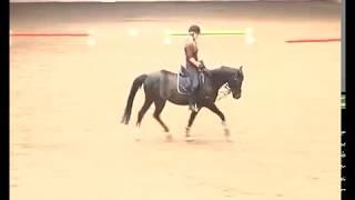 REITEN und ZUCHT-Video Reitlehre: Scheuen