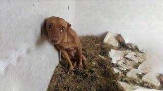 Even Though He Knew… Deep Down… His Owner Would Never Return—He Stayed. Faithful. Loyal. Hopeful!