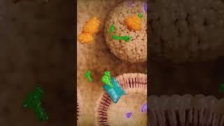 Intervoke builds medical animation and healthcare education software. #medicalanimation #3danatomy