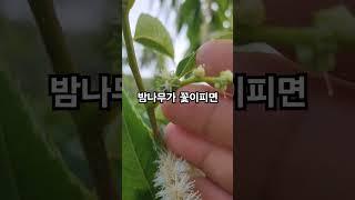 밤나무 암.수꽃 구분법
