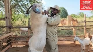 The fully grown up male savanna 120kgs live weight