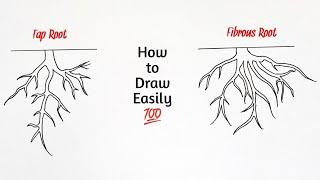 How to draw tap root and fibrous root diagram | taproot and fibrous root drawing