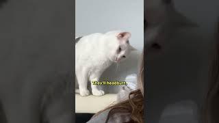 Why Some Male Cats Are More Clingy Than Others 