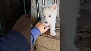 #puppy #dog #blue #eyes