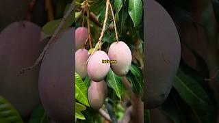 Grow Mango Tree Using This Surprising Trick!