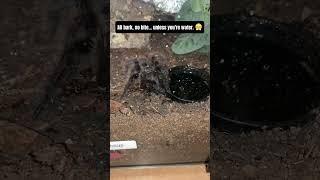 POV: You dare refill her water bowl #spider #look #tarantula #funnyspider #curlyhairtarantula