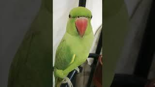 Khursheed World # shorts #mithu videos # parrots vlog# subscribe to my channel#