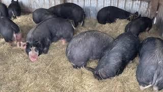 Will they stay WARM during this Winter STORM.   |   Raising Pigs On Pasture