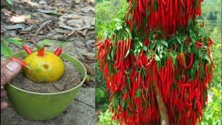 Tips for Growing chilli tree with orange get amazing fruit,, Grafting orange fruit with chilli