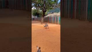 A Baby Kangaroo Play Water #shorts #animallover