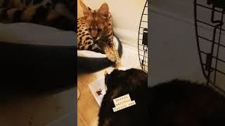 Serval X Calico