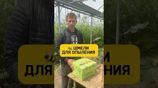 Шмели для опыления томатов #марьянская #теплица #огород #шмели #парадайз