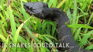 South Africa's most venomous snakes