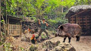 Giant wild boar suddenly appeared around the shelter, survival alone