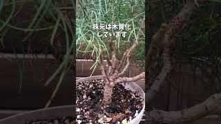 4月6日マーガレット チェルシーガール〇関連動画4分4秒からチェルシーガールです