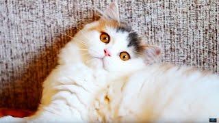 Мой Котэ (＾▽＾)