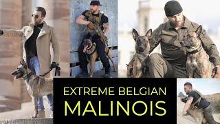 EXTREME BELGIAN MALINOIS | TACTICAL K9 GERMANY