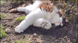 Gardening with a cat around isn't easy