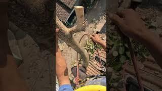 Dangerous tree cutting.