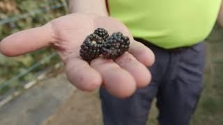 How to pick Blackberries on Caboolture's Largest Blackberry Farm, just 45 minutes from Brisbane