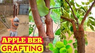 How to graft apple ber | Apple ber Grafting technique