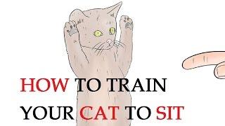 How to Train Your Cat to Sit