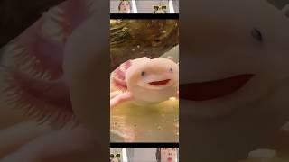 The magical axolotl, a new favorite pet, is easier to raise than you can imagine! The axolotl