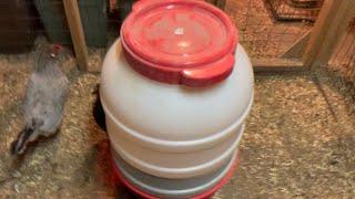 Little Giant 60 lbs Chicken Feeder Review