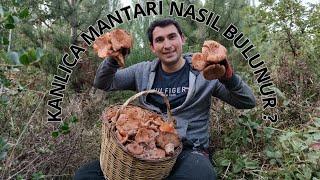 KANLICA MANTARI NASIL BULUNUR‼️ 5 ÖNEMLİ DETAY 2 EXTRA BİLGİ