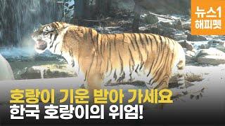 호랑이 기운으로 활기찬 새해 시작해요~(Tiger)