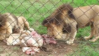 Lions feeding in Antelope Park, South Africa, 2020.