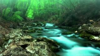 FOREST CREEK Nature Sounds | 11 Hours (For stress relief, relaxation & sleeping)