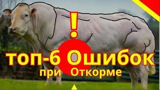 6 ошибок в откорме бычков | откорм КРС