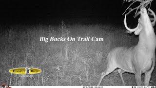 Big Bucks on Trail Cameras-Tricks to Attract-Heads Up Decoy