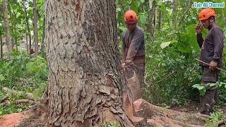 Unexpected   !! This Mahogany tree turned out to be rotten