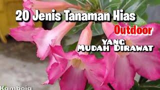 20 Jenis Tanaman Hias Outdoor Yang Mudah Dirawat