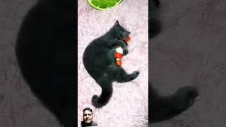 A normal day with my cat #funnytomcat #funny #catvoice