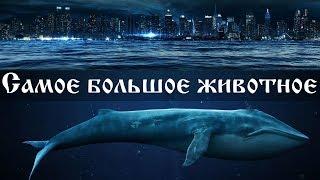 Какое самое большое животное - интересные факты