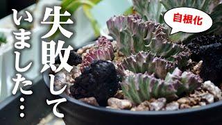 あの観葉植物を”接ぎ降ろし”した、その後・・・【多肉植物ユーフォルビア・マハラジャ】