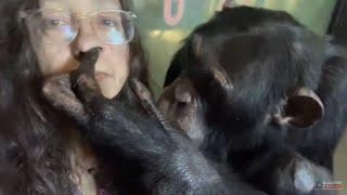 Gentle Autumn Chimpanzee Grooming