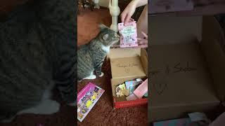 Cats open the meow box