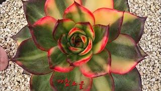 아침노을다육 TV 라이브 방송